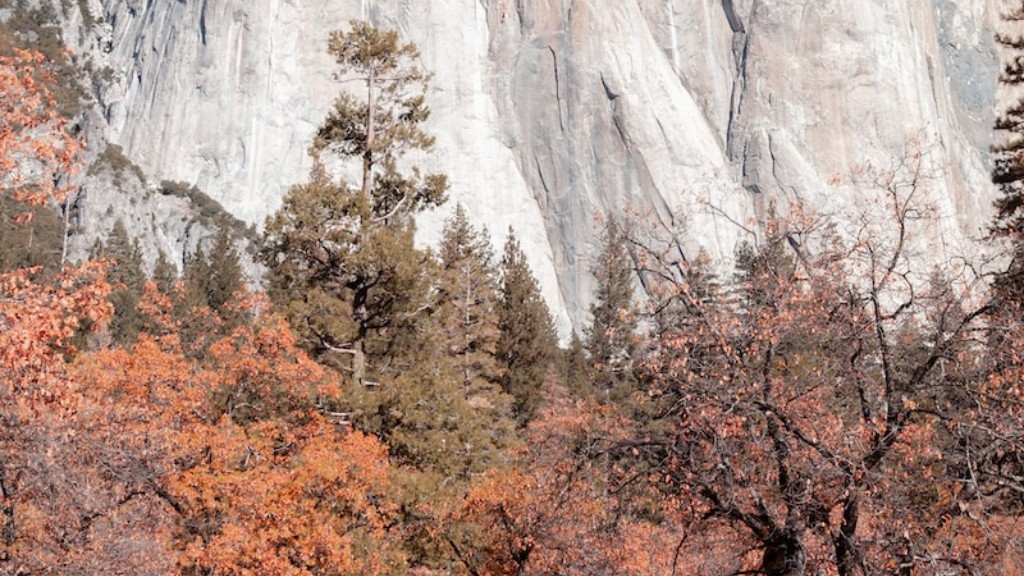 Quel est le plus grand arbre du parc national de Yosemite